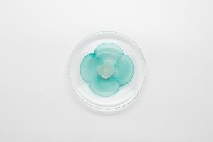 四葉 點心盤 圖片 1